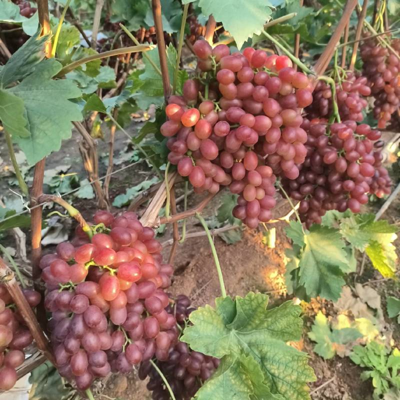 克伦生葡萄莱西市克伦生葡萄产区冷库货