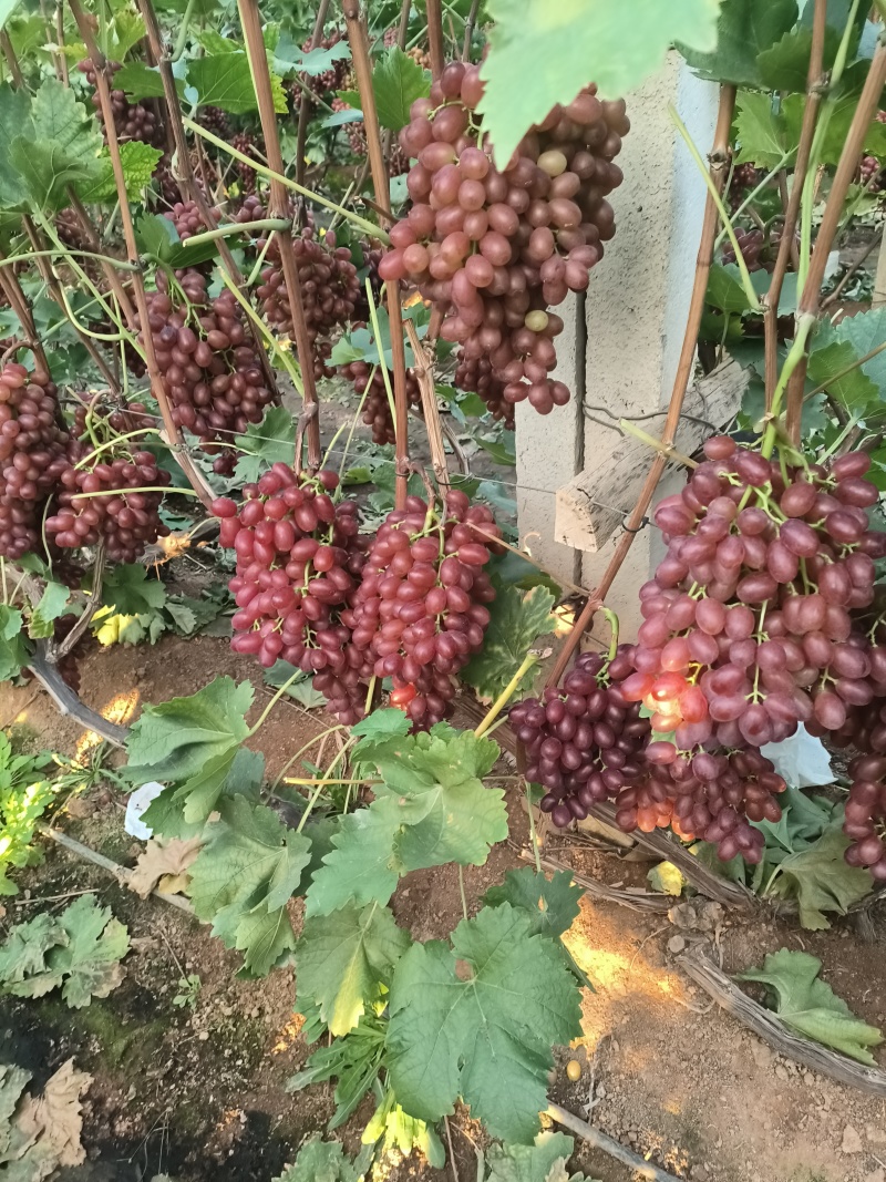 克伦生葡萄莱西市克伦生葡萄产区冷库货