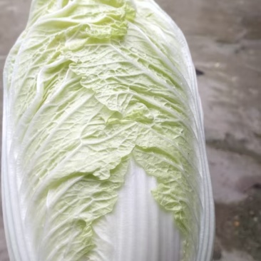 优质黄心大白菜