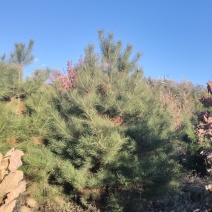 油松：高度2.5~4.5米土球苗欢迎咨询采购