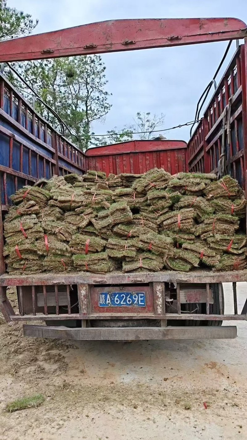 台湾草皮马尼拉草卷