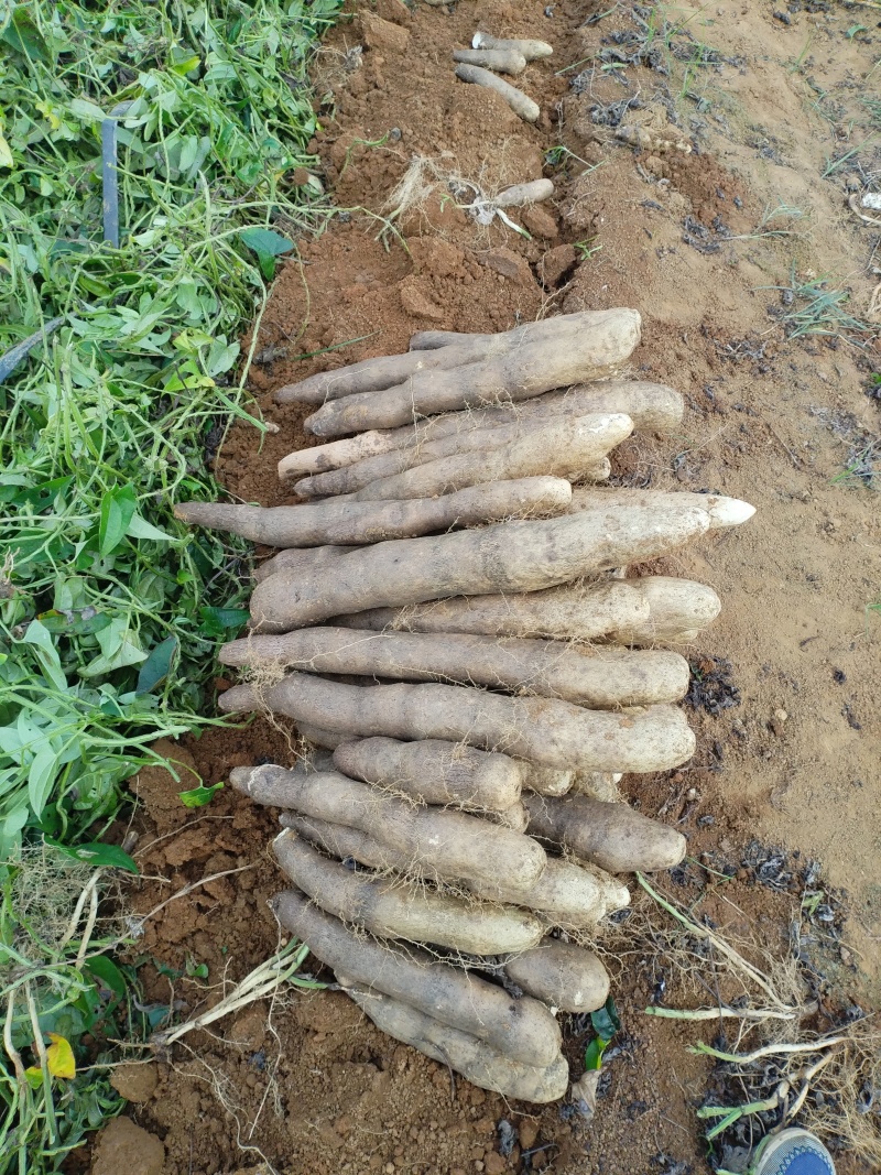 热卖柳州黑鬼山药大量上市稳定供应，欢迎电联