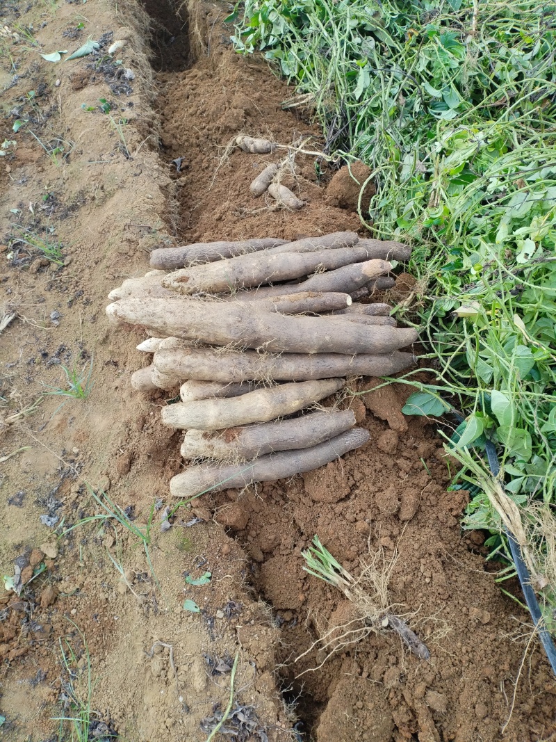 热卖柳州黑鬼山药大量上市稳定供应，欢迎电联
