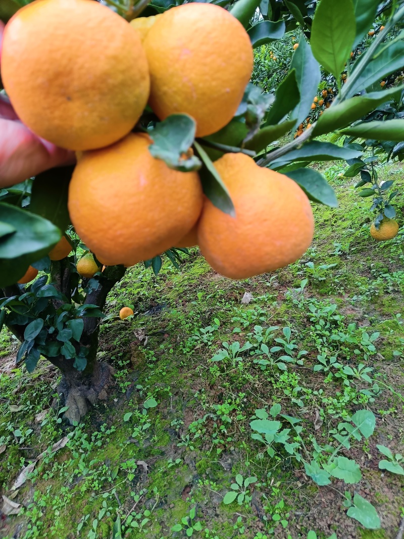 陕西蜜橘/高山蜜橘/口感好，价格毛毛钱/欢迎来电咨询合作