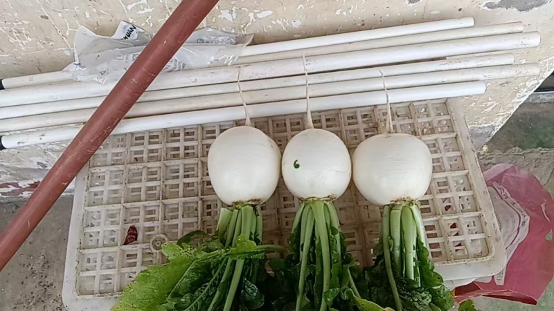 精品无虫无麻大量有货