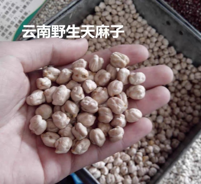 天麻籽云南野生正品天麻子鹰嘴豆长寿豆天麻豆新货天麻籽
