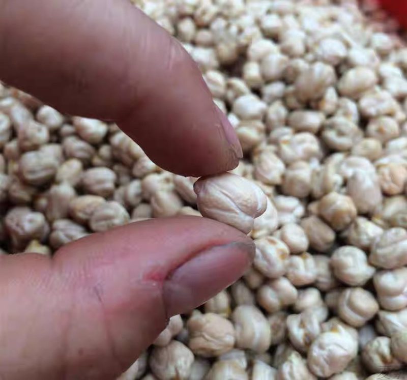 天麻籽云南野生正品天麻子鹰嘴豆长寿豆天麻豆新货天麻籽