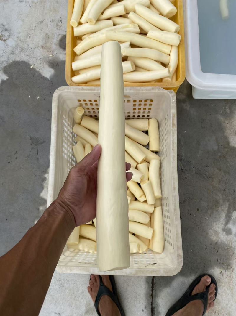 【华南9号】木薯·甜木薯·黄心木薯(可代加工可鲜货)