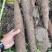 【华南9号】木薯·甜木薯·黄心木薯(可代加工可鲜货)