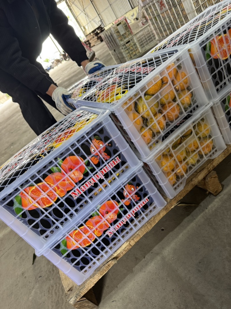 小叶蜜桔普早蜜桔全国发货出口货源柑橘欢迎来电