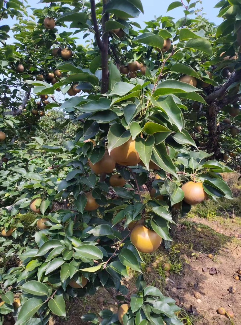 果农的爱宕梨