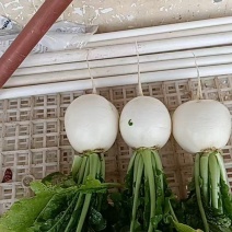 精品圆