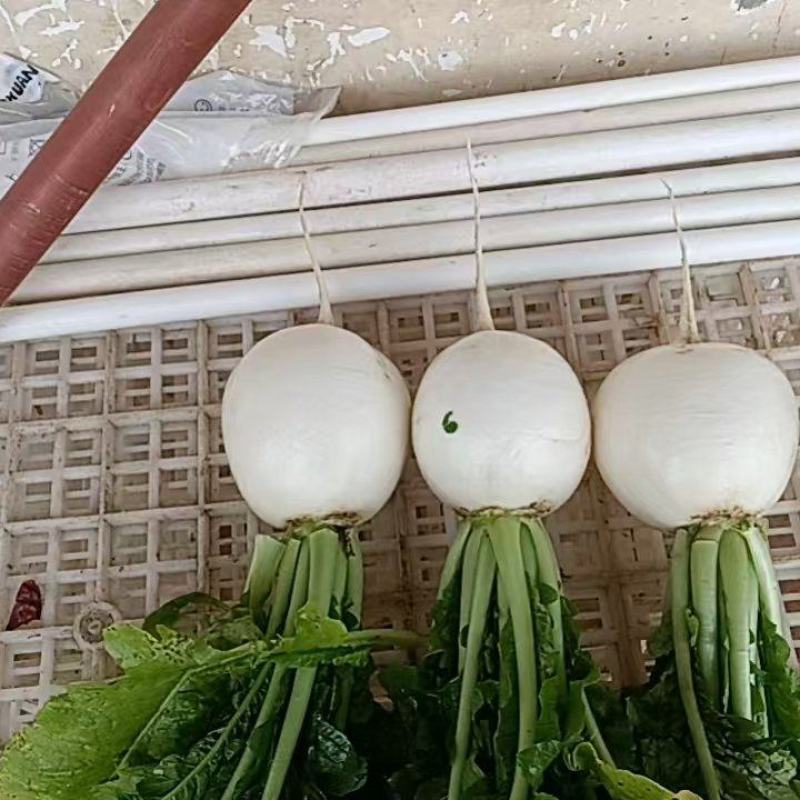 精品圆