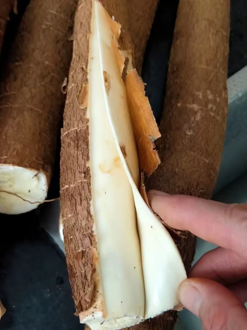 【华南9号】木薯·甜木薯·黄心木薯(可代加工可鲜货)