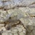 【华南9号】木薯·甜木薯·黄心木薯(可代加工可鲜货)