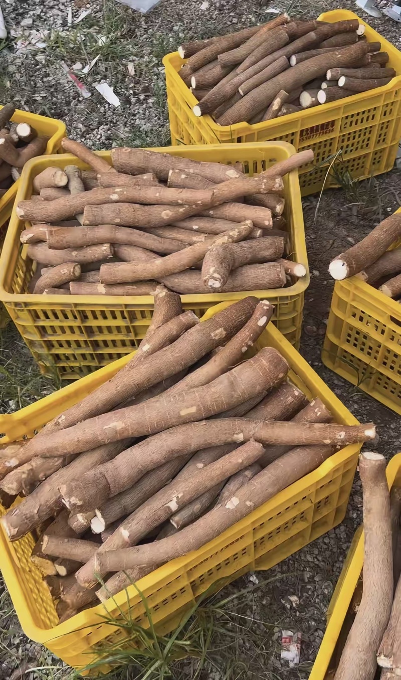 【华南9号】木薯·甜木薯·黄心木薯(可代加工可鲜货)