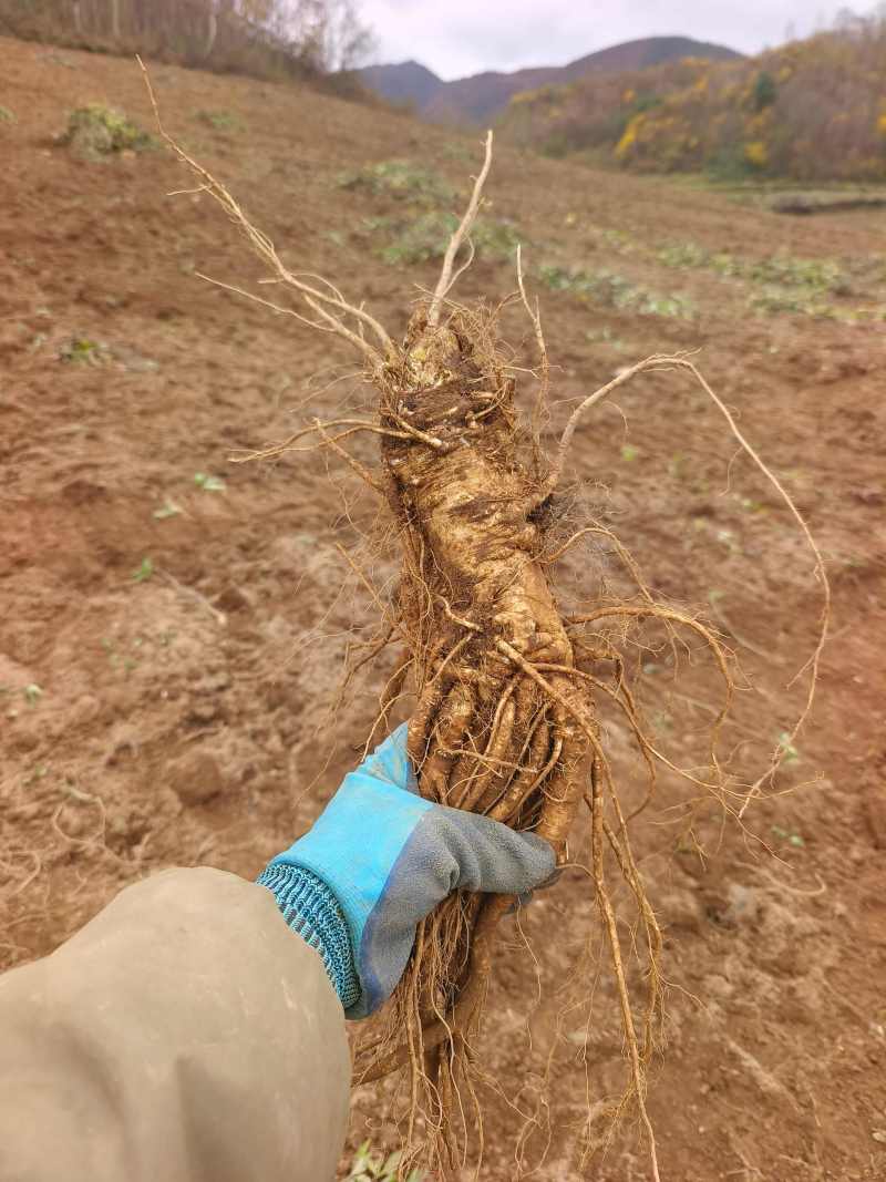 小头长根条当归！品质保证！货源充足