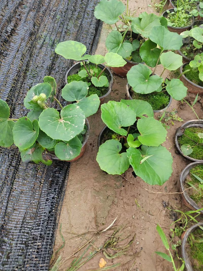 大吴风草