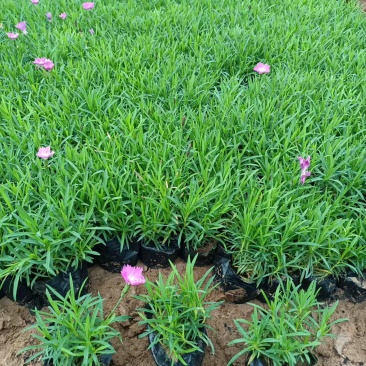 欧石竹