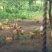 无抗无激素，吃幼虫及牧草220天的胡须鸡