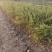喷雪花