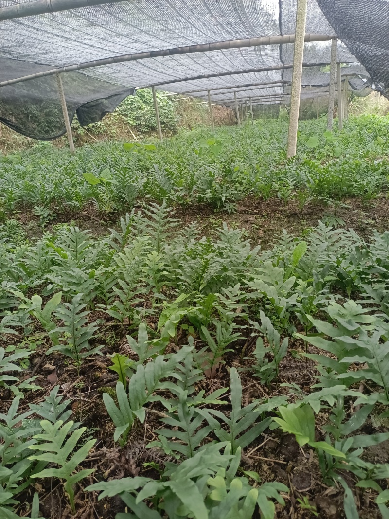 骨碎补苗