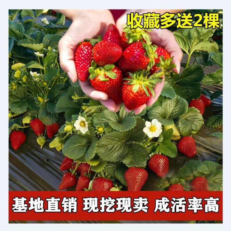 四季奶油草莓苗盆栽地栽阳台庭院栽种品种齐全包技术指导