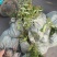粉花绣线菊