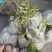 粉花绣线菊