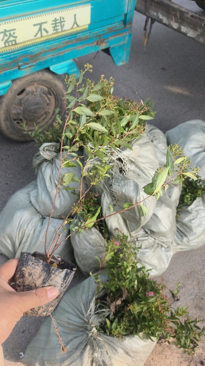粉花绣线菊
