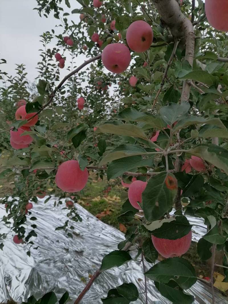 红富士苹果