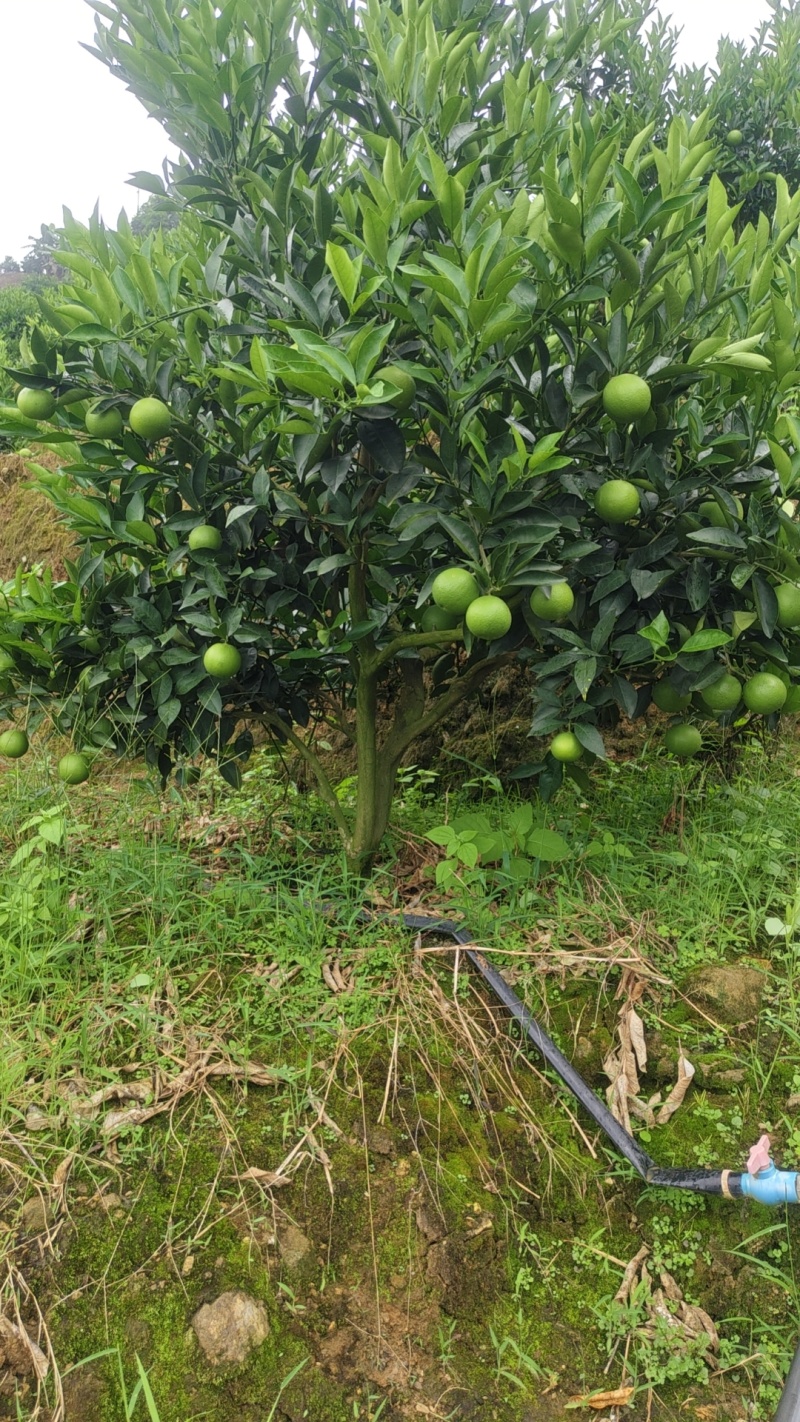 冰糖橙