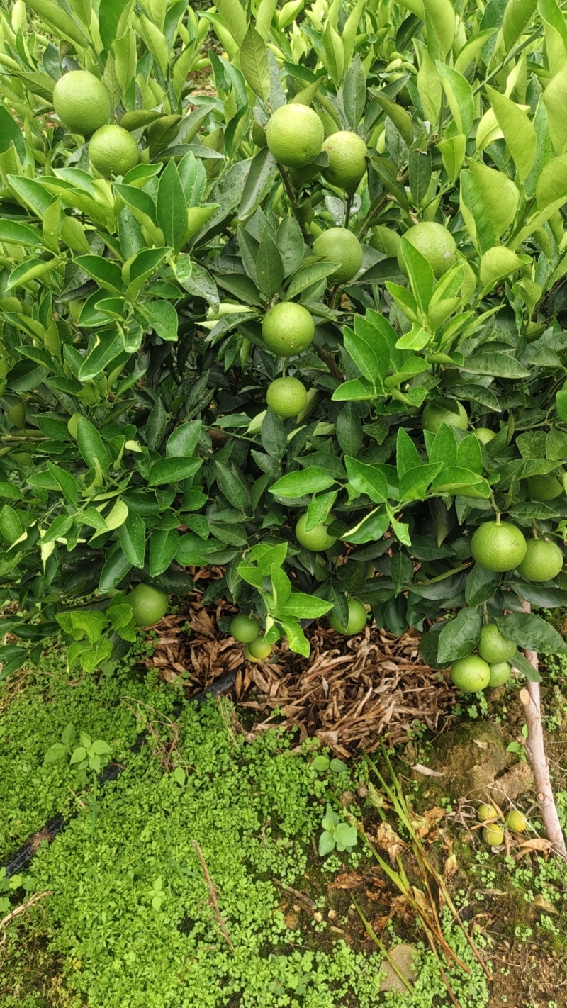 冰糖橙