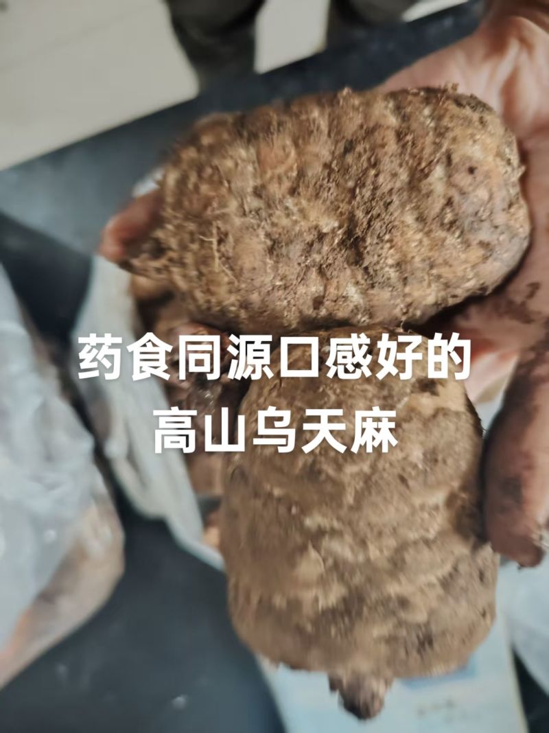 海拔2800米林下仿野生种植乌天麻