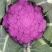 紫色花椰菜
