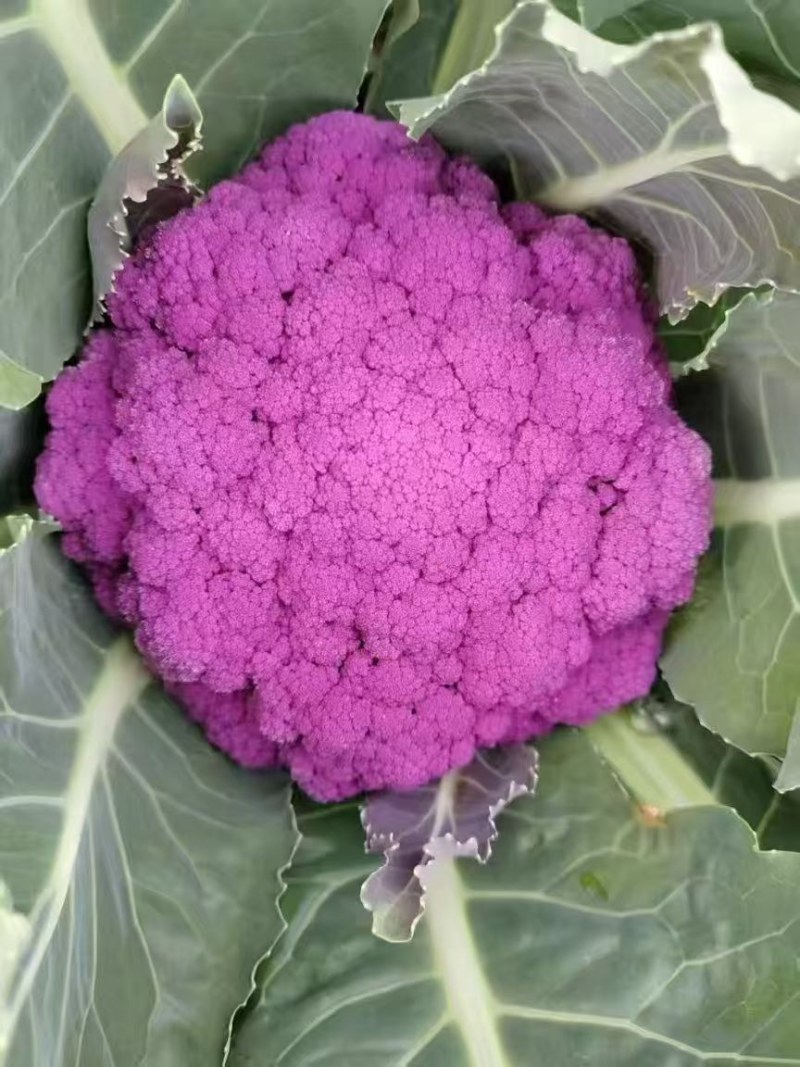 紫色花椰菜