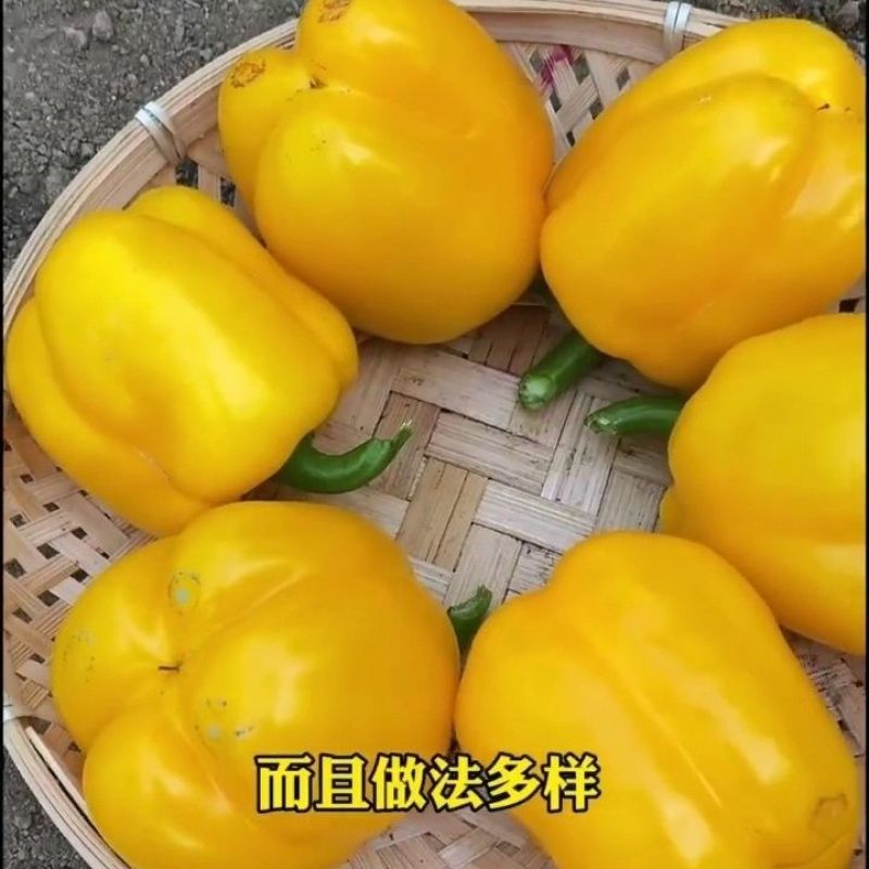 山东五彩椒，大量有货，对接全国市场电商平台，欢迎合作