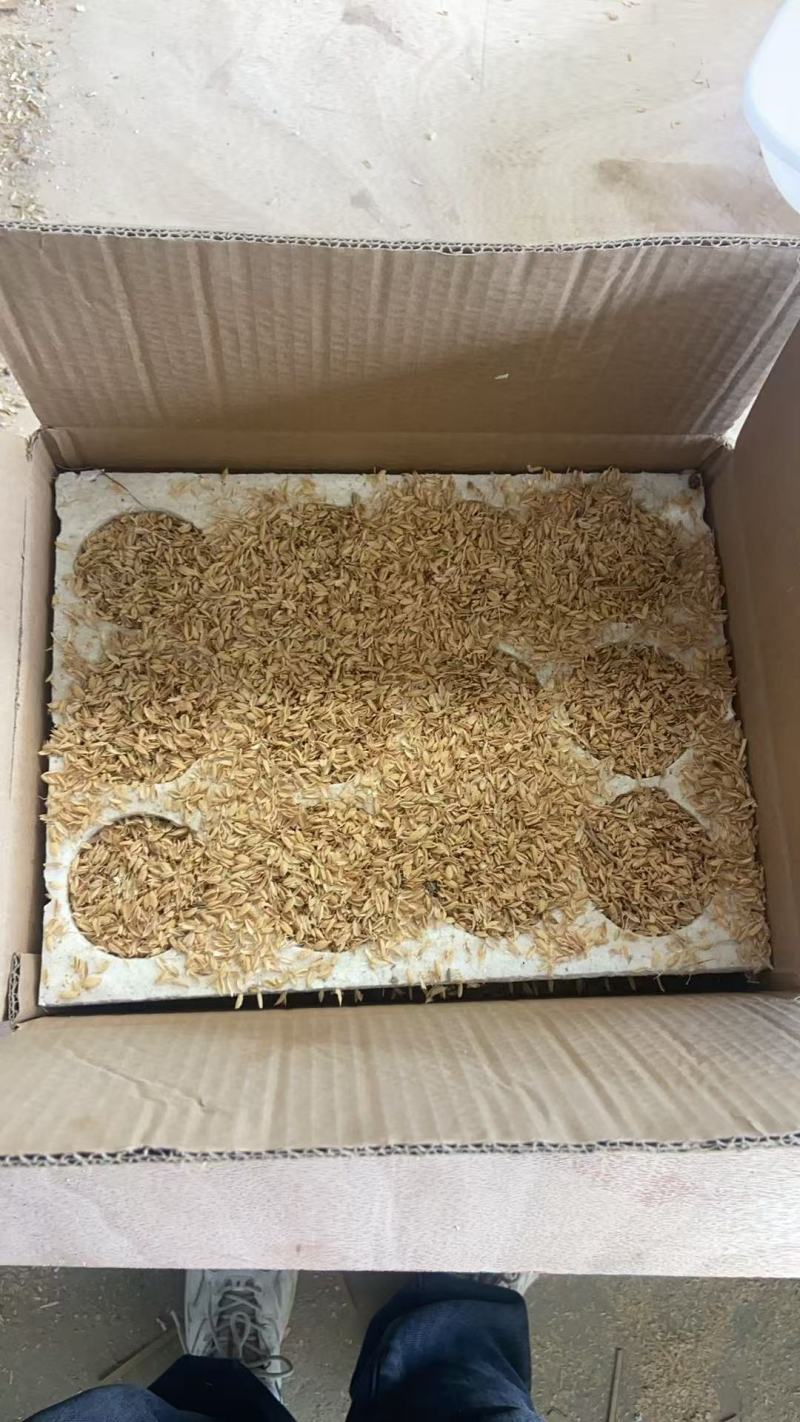 鹅蛋，雁鹅蛋桶装蛋，商品蛋，各种规格，一件代发，诚信经营