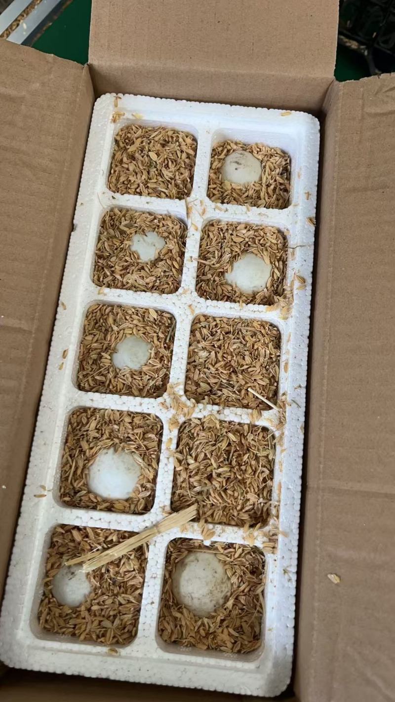 鹅蛋，雁鹅蛋桶装蛋，商品蛋，各种规格，一件代发，诚信经营