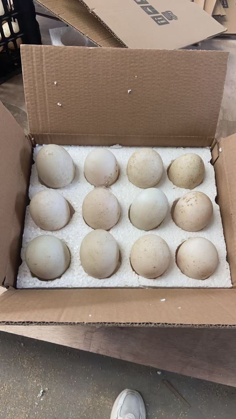 鹅蛋，雁鹅蛋桶装蛋，商品蛋，各种规格，一件代发，诚信经营