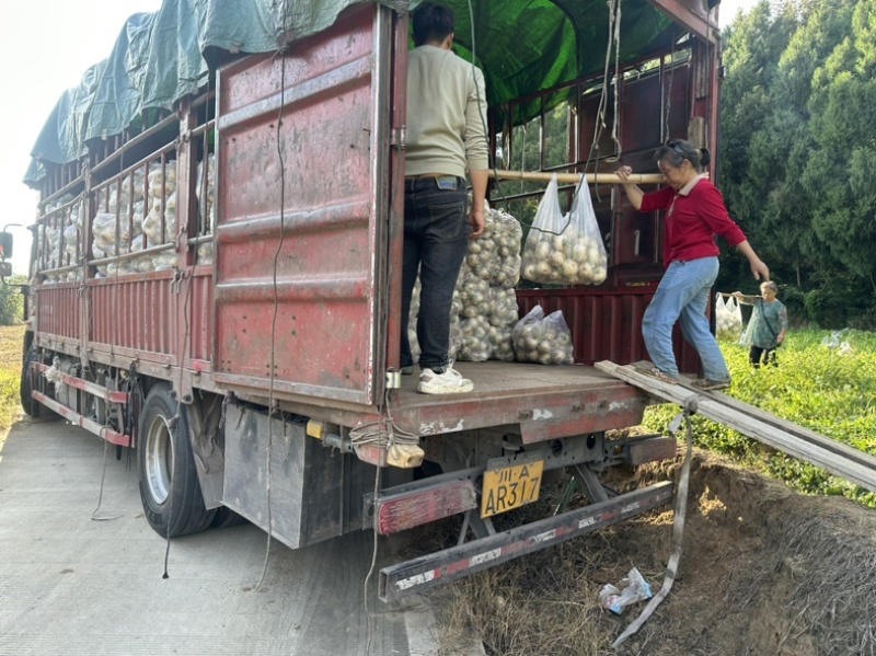 精品四川圆白萝卜产地直发一手货源质量保证全国发货
