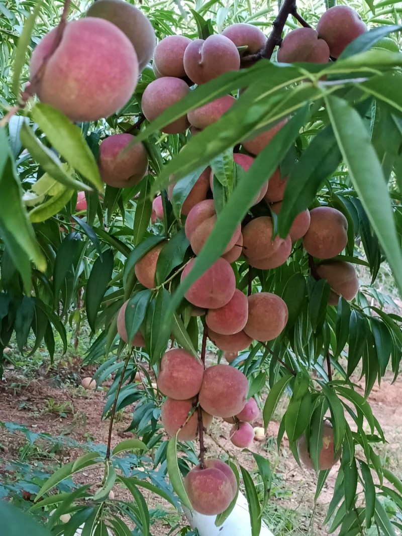 全红蜜桃大量上市产区直发