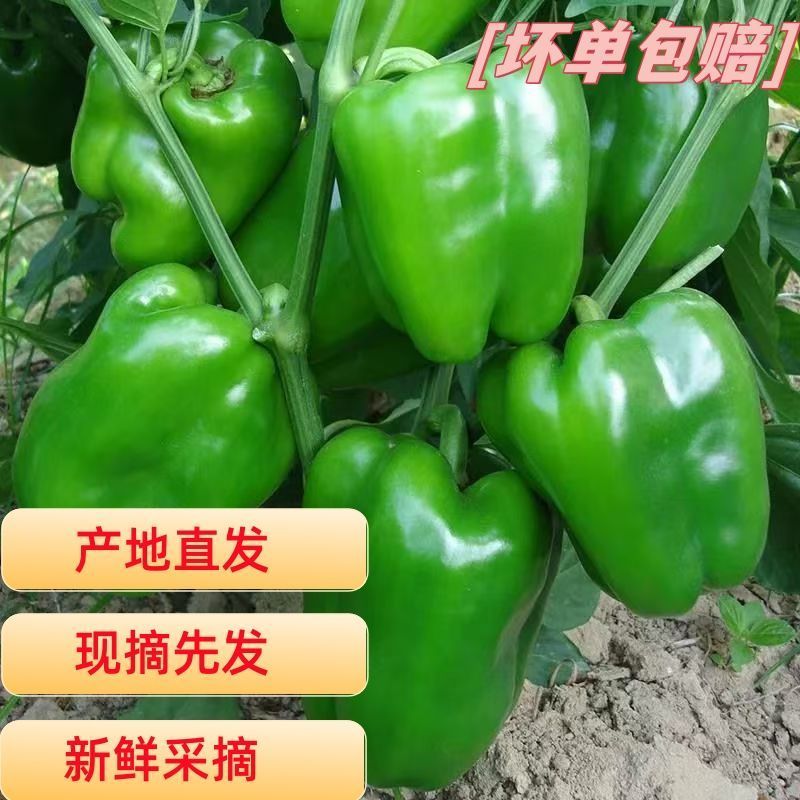 山东圆椒，大量有货，微调不辣的肉厚多汁，欢迎合作