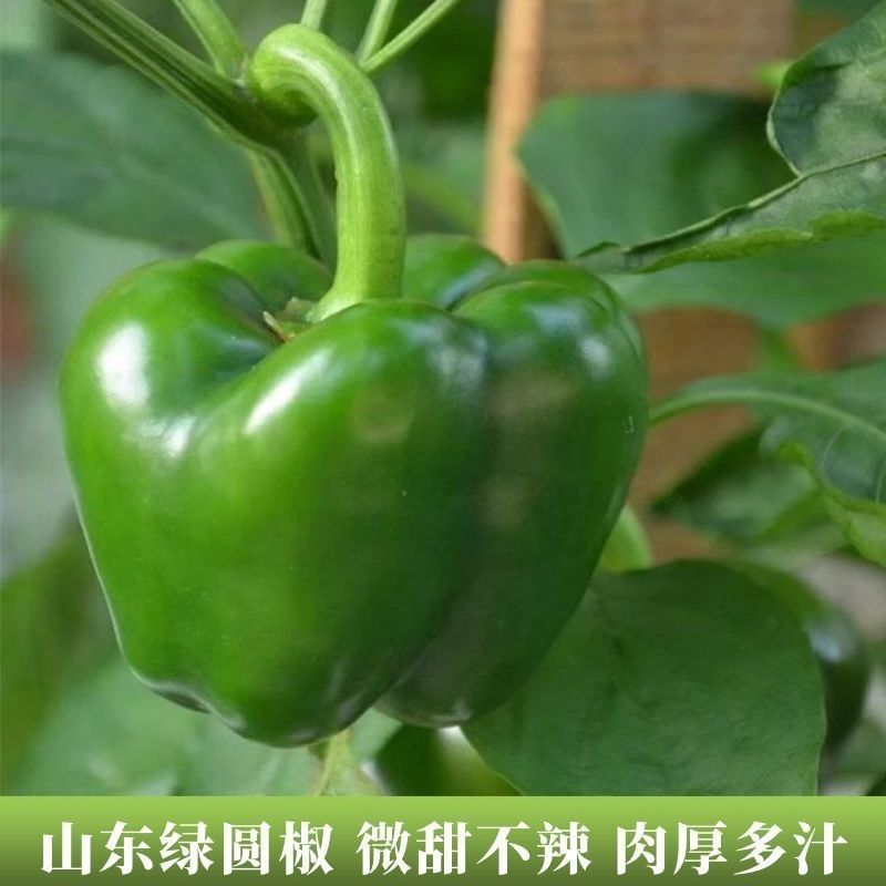山东圆椒，大量有货，微调不辣的肉厚多汁，欢迎合作