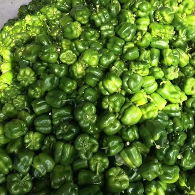 山东圆椒，大量有货，微调不辣的肉厚多汁，欢迎合作