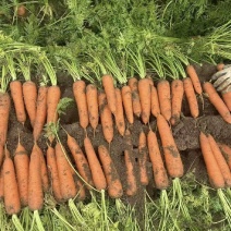 三红胡萝卜开封产区直发保质保量供货价钱可谈
