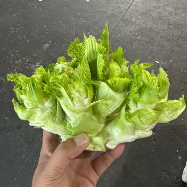 贵州精品儿菜