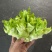贵州精品儿菜