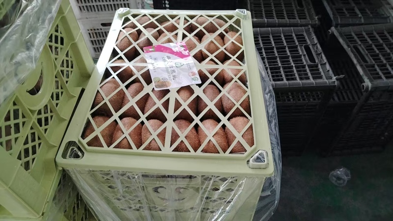 修文猕猴桃