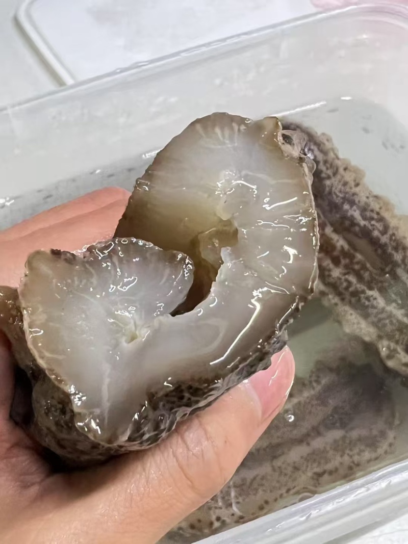南美参古巴参海参墨西哥刺参肥子海参淡干货肉质肥厚酒店食材
